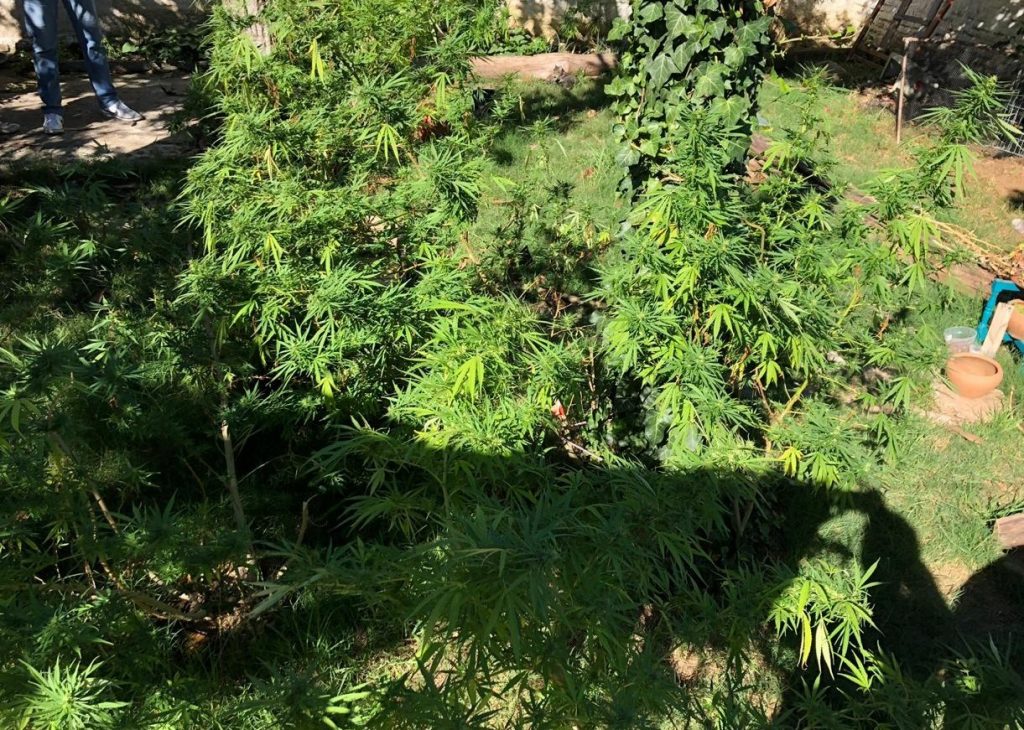 Foram encontrados mais de 20 pés de maconha no local | Foto: Polícia Civil/Imprensa