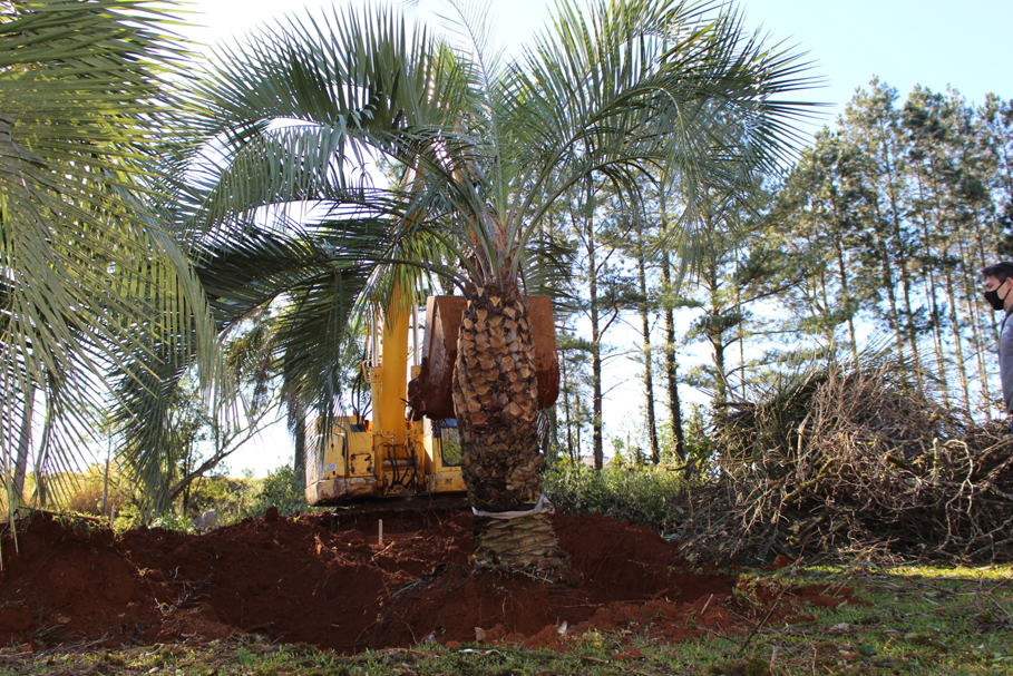 Árvores foram removidas e replantadas em outras áreas do câmpus