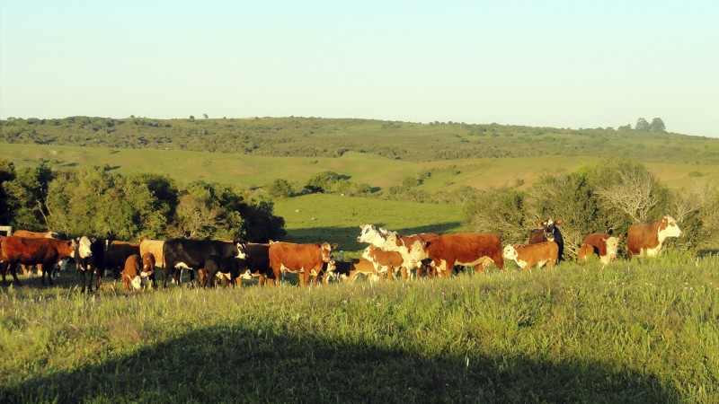 Por meio do incentivo ao proprietário, boas práticas ambientais passarão a ser adotadas, conservando a biodiversidade dos campos Autor: Luiza Chomenko