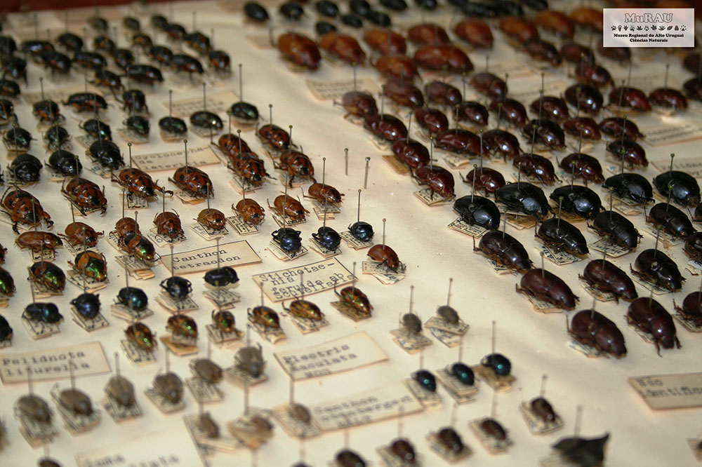 Família Scarabaeidae