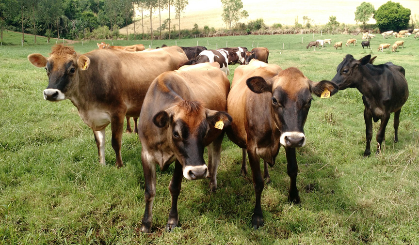 Crédito: Nestor Tipa Júnior/AgroEffective Divulgação